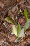 Skunk cabbage